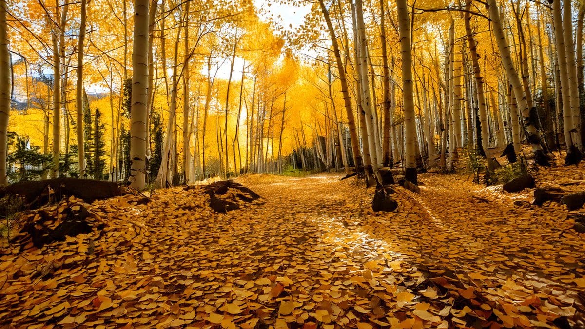 Installing Hardwood Floors in Fall